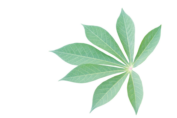 Cassava leaf isolated on white background - Φωτογραφία, εικόνα