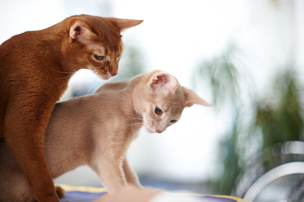 Dvě červené kočky hrát - Fotografie, Obrázek