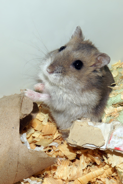 Talaş ahşap evde şirin hamster - Fotoğraf, Görsel