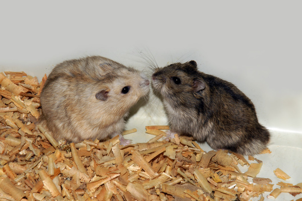 Hamsters bonitos em serragem casa de madeira
 - Foto, Imagem