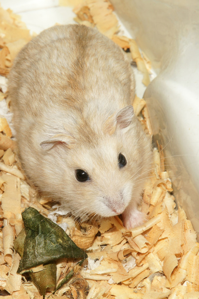 Niedlicher Hamster im Holzhaus aus Sägemehl - Foto, Bild