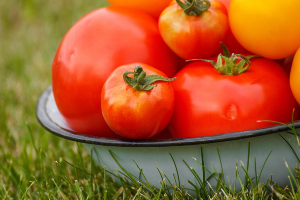Tomatoes in metal bowl in garden on sunny day - Foto, Imagem