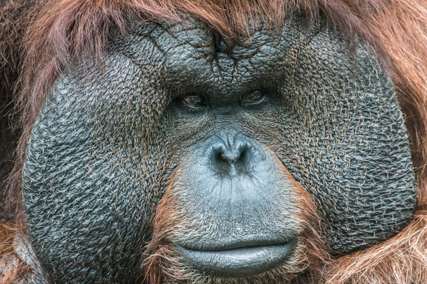 Portrait d'un orang-outan de Bornéo
 - Photo, image