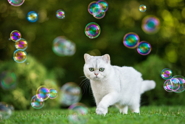 adorable british shorthair cat - Foto, Bild