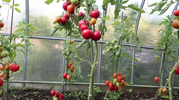 Wideo dojrzewanie zielonych i czerwonych pomidorów w szklarni - Materiał filmowy, wideo