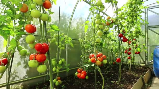 Video Reifung grüner Tomaten in einem Gewächshaus - Filmmaterial, Video