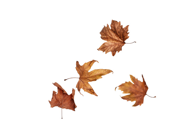 Осінні кленові листя ізольовані на білому тлі
 - Фото, зображення