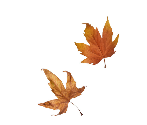hojas de arce de otoño aisladas sobre fondo blanco - Foto, imagen