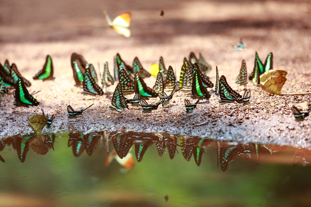 der schöne Schmetterling da ma Nationalpark - Vietnam - Foto, Bild