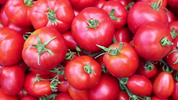 Muchos de jugosos tomates rojos maduros
 - Imágenes, Vídeo