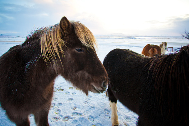 kudde van IJslandse paarden grazen in de weide, Scandinavië, Europa - Foto, afbeelding