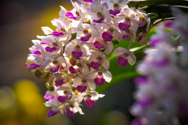 Белые и розовые орхидеи
 - Фото, изображение