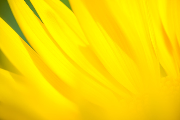 Fondo de verano. Flores. Fondo de primavera. Nature Background. Fondo amarillo y verde. Fondo de enfoque suave
 - Foto, imagen