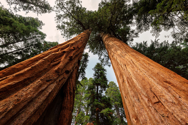 closeup obří strom v parku sequoia national park - Fotografie, Obrázek