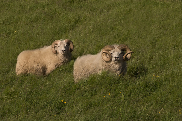 アイスランドの羊 - 写真・画像