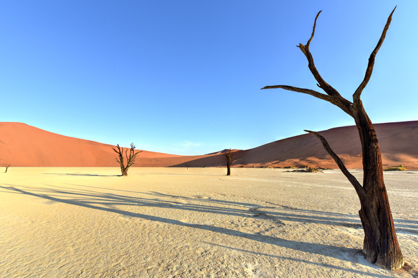Мертві Vlei, Намібія
 - Фото, зображення