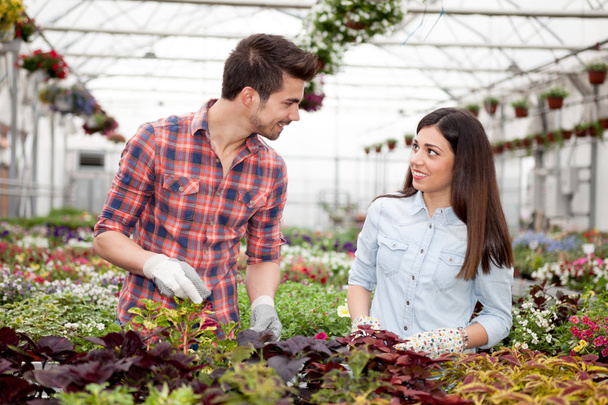 Gardening people, Florist working with flowers in greenhouse  - Photo, image