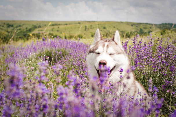 siberian husky dog sitting in lavender field - Fotoğraf, Görsel