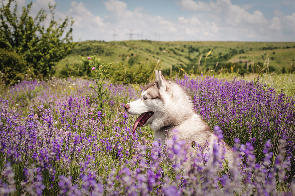 siberian husky dog sitting in lavender field - Фото, изображение