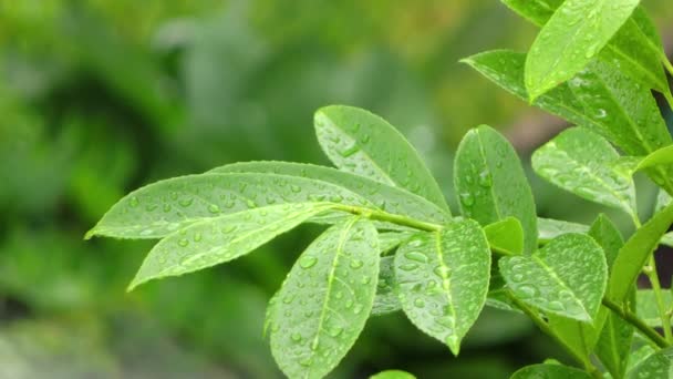 Deszczu na liściach roślin zielonych - Materiał filmowy, wideo