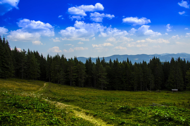 summer morning in Carpathian - Photo, Image