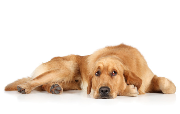 Golden Retriever puppy lying on the floor - Foto, afbeelding