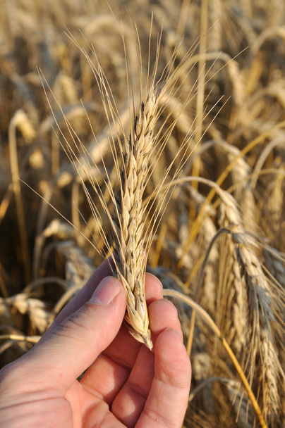 Пшеница в человеческой руке
 - Фото, изображение