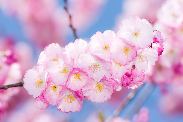 Flores de cerezo rosa
 - Foto, imagen