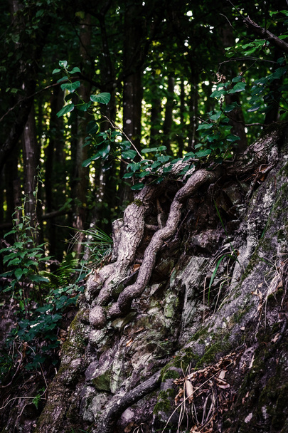 Terrible dreamy mysterious forest view - Fotoğraf, Görsel