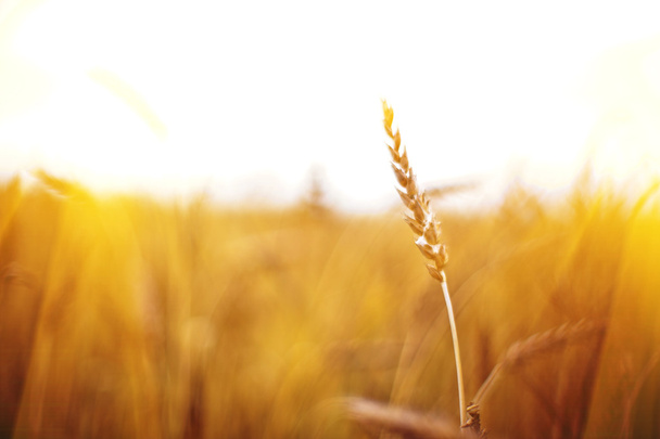 pšeničné pole - Fotografie, Obrázek