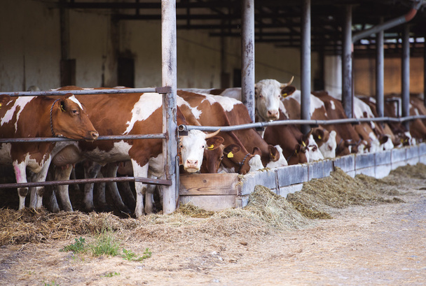 Cows in a farm cowshed - Фото, изображение