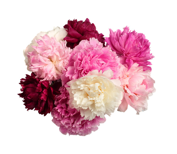 Different color peonies - Photo, Image
