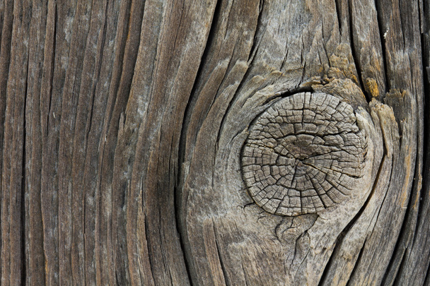 Closeup of old wooden knot - Photo, image