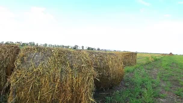 Bale of hay in the field - Footage, Video