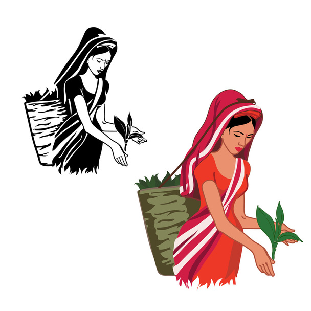 girl is working at produce tea - Vector, Image