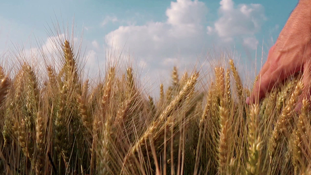 Αγρότης που περπατάει μέσα από το χωράφι σιταριού - Πλάνα, βίντεο