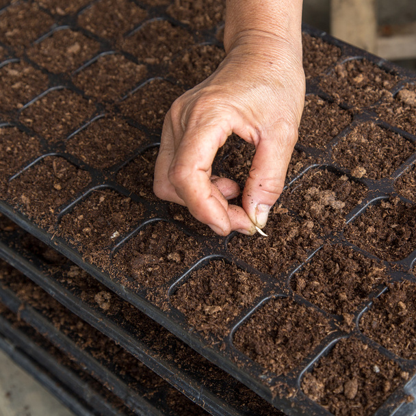 hand woman sowing cucumber seeds on tray - Photo, Image