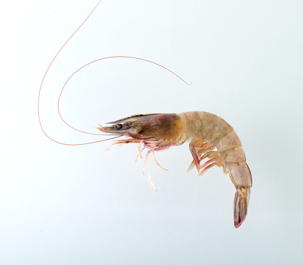 Fresh Prawn or Shrimp Isolated on white background - Foto, afbeelding