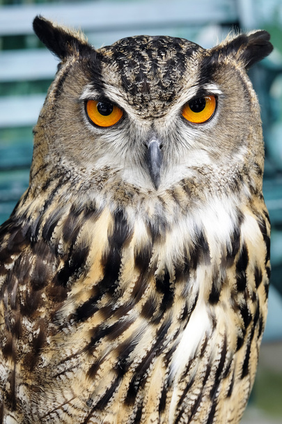 Muotokuva ruskea pöllö - Valokuva, kuva