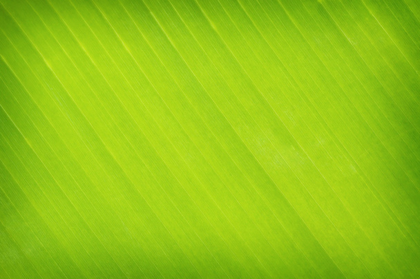 groene bladeren banaan achtergrond of textuur - Foto, afbeelding