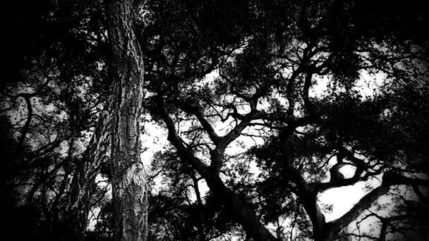 straszne lasu w godzinach popołudniowych - Materiał filmowy, wideo