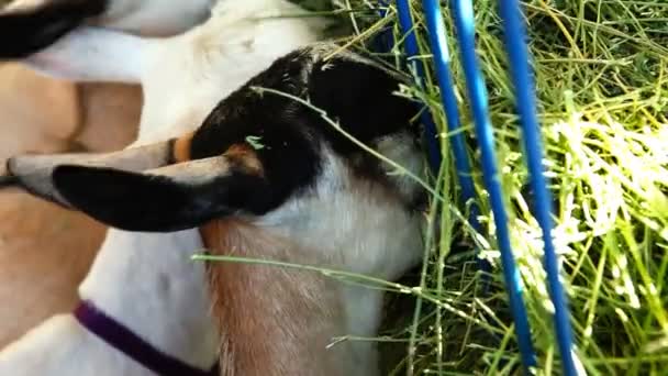 chèvres mangeant du foin
 - Séquence, vidéo
