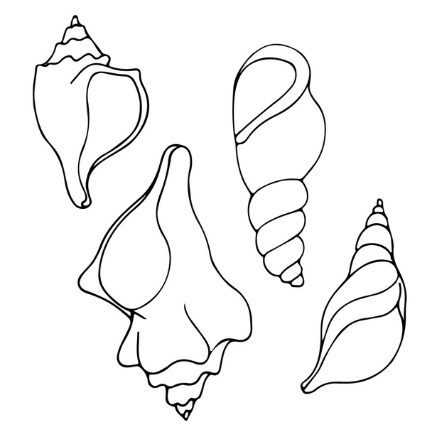 Hand sketched  seashells. - Vector, Image