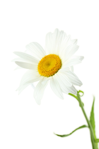 one chamomile flower - Photo, Image