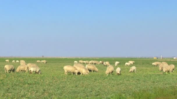 ovce pasoucí se v poli - Záběry, video