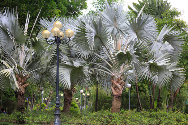 ozdobné palmovými stromy v parku - Fotografie, Obrázek