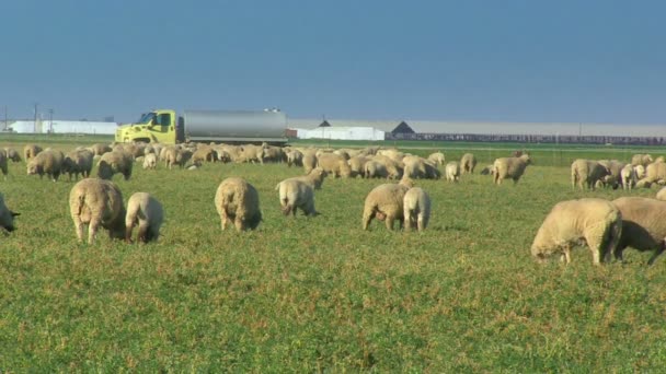 Schafe weiden auf dem Feld - Filmmaterial, Video
