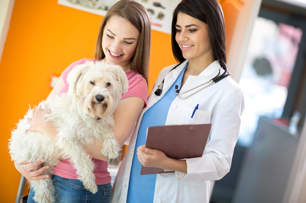 Girl with her Maltese dog and veterinarian at vet ambulant - Фото, зображення