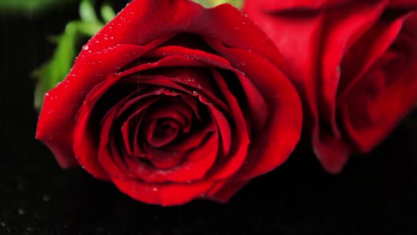 Nedves piros rózsa - Felvétel, videó