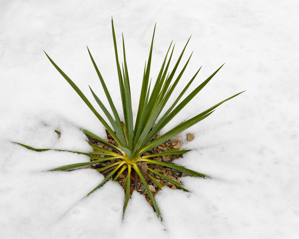 Palmukasvi lumessa
 - Valokuva, kuva